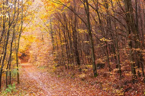 Goldener Herbstwald mit Baumallee