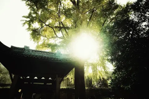 Sonnenlicht durch einen Baum neben einer Pagode