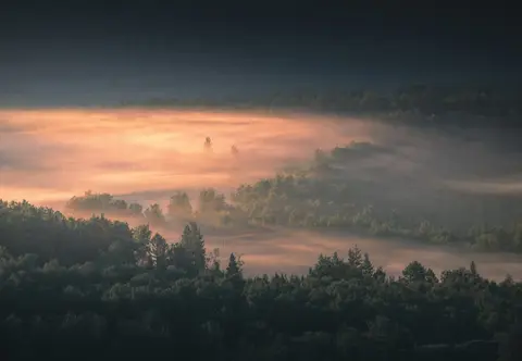 Mistige Waldlandschaft mit warmem Morgenlicht, das durch den Nebel bricht