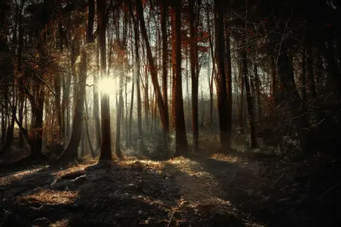Sunlight streams through a dark misty forest.