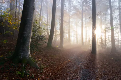 Nebliger Herbstwald mit Sonnenstern durch die Bäume