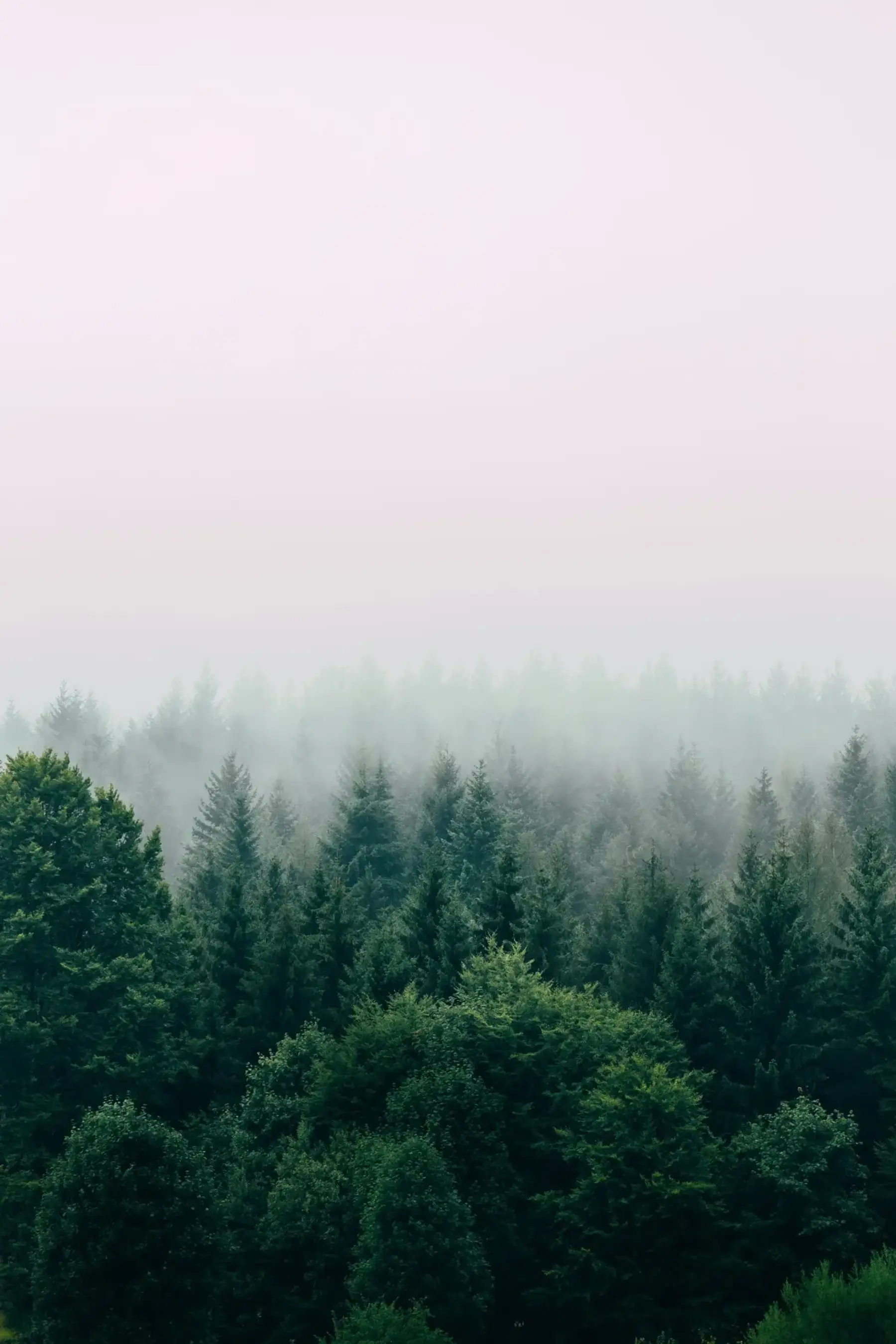 Nadelwald unter tief hängendem Morgennebel, die hinteren Baumreihen verschwinden im Dunst — Sinnbild für die Generationen hinter einer Familie