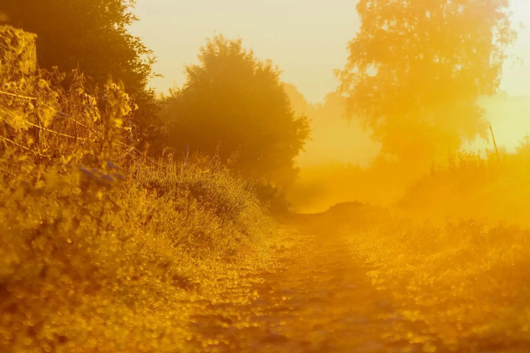 Feldweg im goldenen Morgenlicht, Nebel über den Gräsern — Sinnbild für den Weg eines Begleitjahres