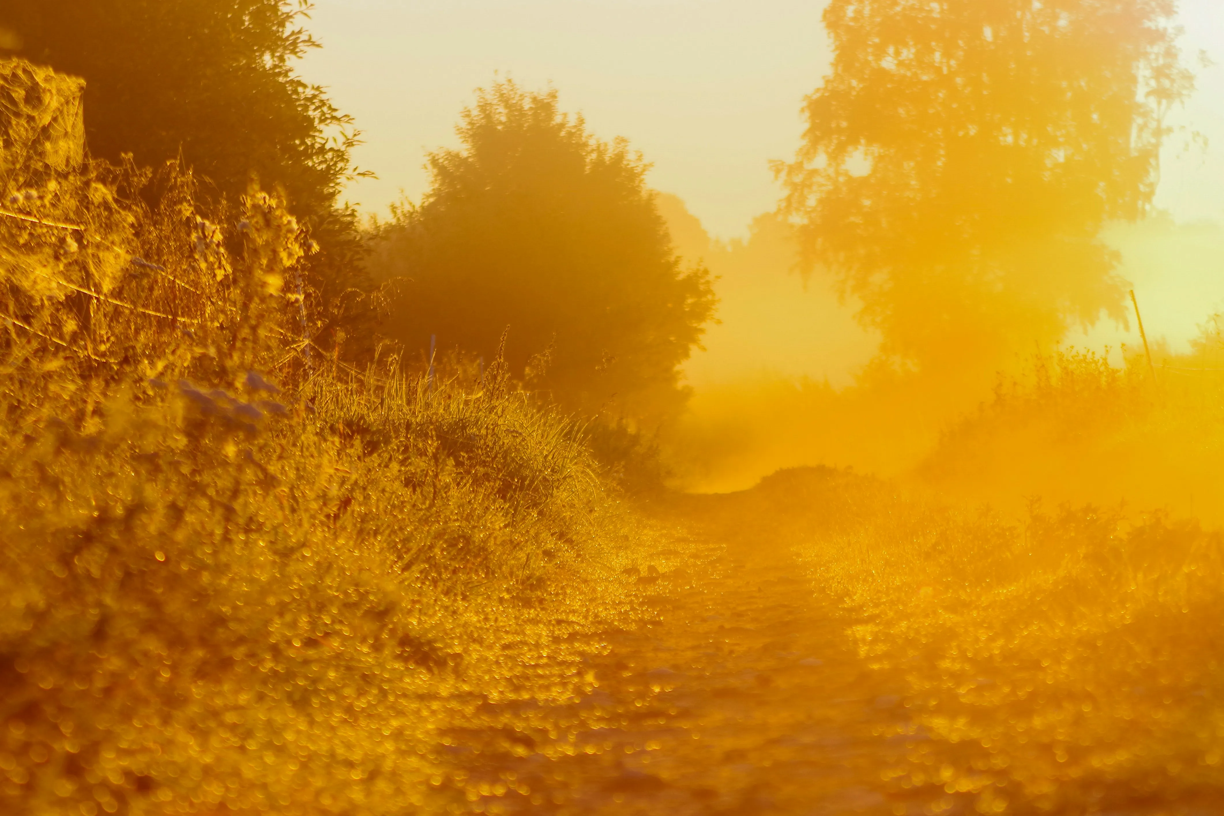 Ruhiger Waldpfad — Sinnbild für den philosophischen Begleitweg über ein Jahr
