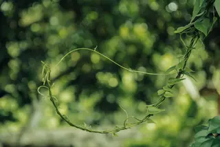 Ayahuasca