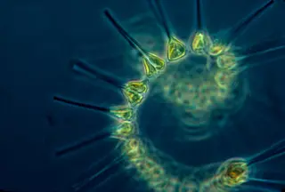 Phytoplankton unter dem Mikroskop, Grundlage der ozeanischen Nahrungskette