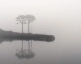 Hohe Baeume spiegeln sich in perfekt stillem Wasser an einem nebligen Morgen