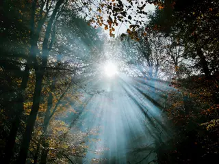 Sonnenstrahlen brechen durch den Wald und tauchen den Boden in goldenes Licht