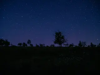 Klarer Sternenhimmel mit Milchstrasse ueber dunkler Baumsilhouette