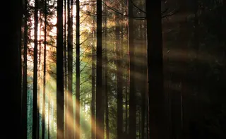 Vertikale Lichtstrahlen durchdringen einen dunklen Wald, aufsteigendes Licht