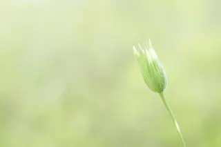 Lebendigkeit