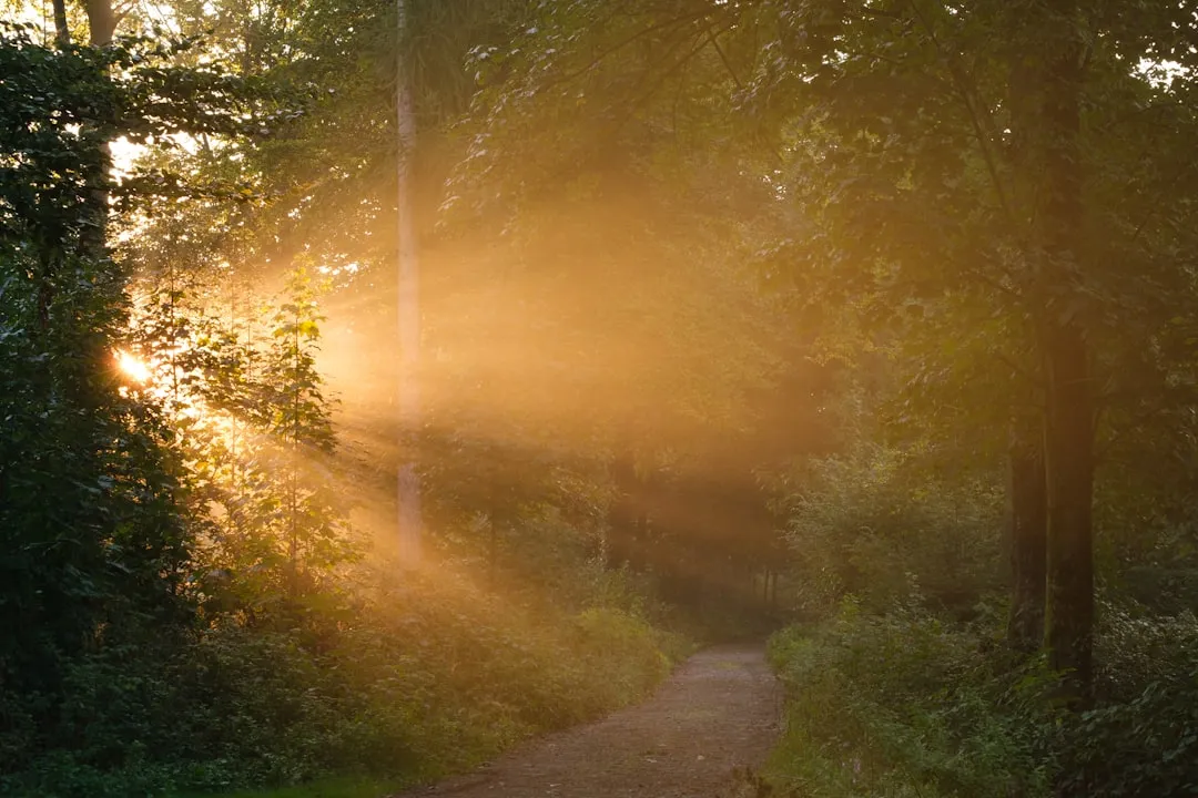 Golden sunlight flooding a misty forest path in the early morning
