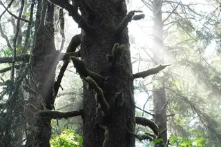 Moosbewachsener alter Baum im Nebel eines Urwalds