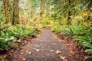 Ein ruhiger Waldweg bedeckt mit Herbstlaub fuehrt in grünes Unterholz