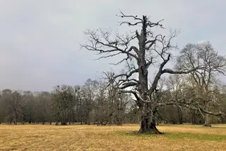 Uralte einzelne Eiche mit kahlen knorrigen Aesten auf einem weiten Feld unter lavendelfarbenem Himmel