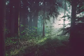 Tiefer Waldweg im Morgennebel mit gefiltertem Licht